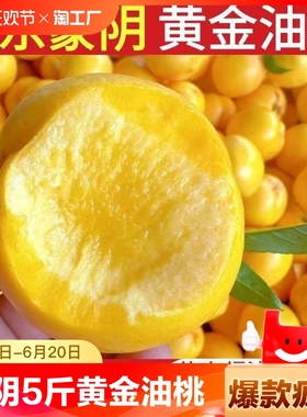 山东蒙阴黄金油桃5斤新鲜桃子水果季脆甜黄心油桃蜜桃孕妇黄桃