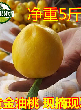 蒙阴黄油桃新鲜黄桃5斤新鲜水果蜜桃脆桃农家应季孕妇水果黄桃子