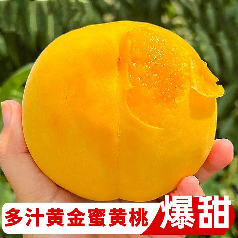 【现货】黄桃新鲜黄毛桃3/5斤当季脆甜黄肉蜜桃子孕妇水果包邮
