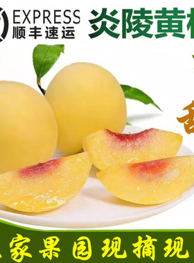 小桃芯炎陵黄桃10斤高山黄桃天然果园直发7月中下旬发货