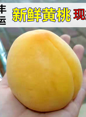 黄桃5斤/现摘新鲜水果时令应当季精选桃子大果当季水果蜜桃10脆桃