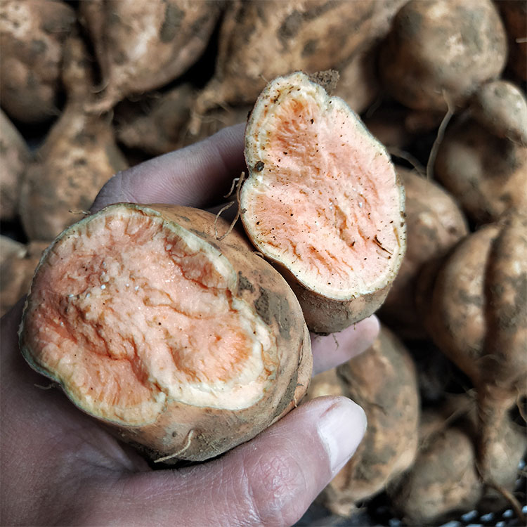 贵州农家自种老品种红薯地瓜新鲜现挖鸡蛋薯蔬果黄心番薯山芋包邮