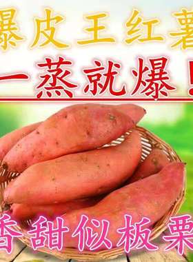 新鲜高州爆皮王5斤王白肉蕃薯山芋农家现挖地瓜粉糯香甜板栗红薯