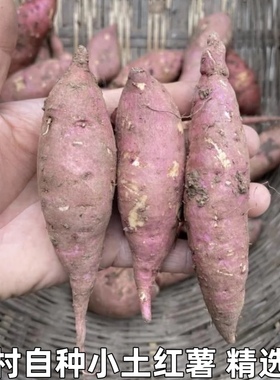 湖北农家自种土红薯小红薯小香薯小个红薯迷你小地瓜手指红薯包邮