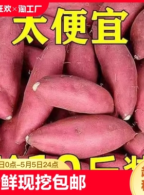 新鲜地瓜沙地番薯板栗红薯红心蜜薯超甜粉糯香薯自种【包邮】