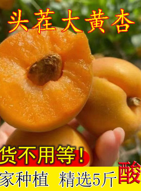 山西大黄杏当季新鲜时令水果金太阳现摘现发包邮3/5斤孕妇酸杏子