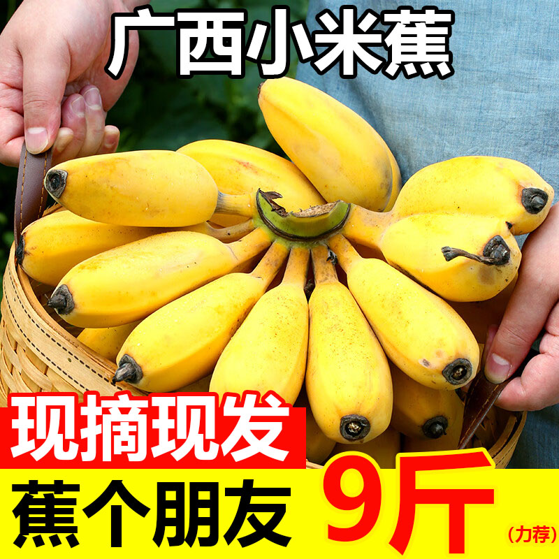 正宗广西小米蕉香蕉新鲜当季水果甜香蕉粉蕉苹果蕉自然熟整箱包邮