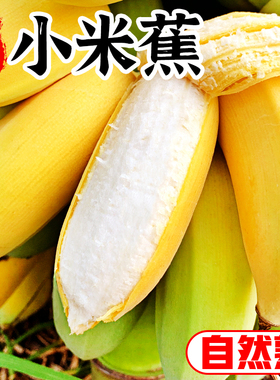 广西小米蕉10斤香甜苹果蕉圆香蕉自然熟新鲜当季水果整箱包邮