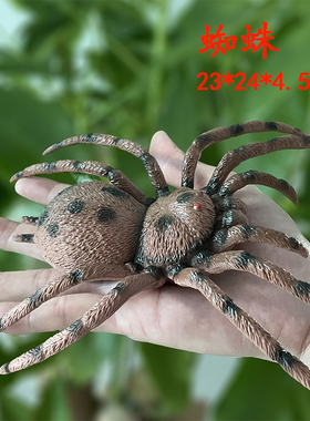 大号塑胶蜘蛛玩具昆虫模型仿真动物儿童教学标本男孩玩偶软橡胶