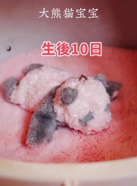 熊猫幼崽玩偶毛绒玩具可爱1：1还原出生10日幼龄小熊猫公仔挂件
