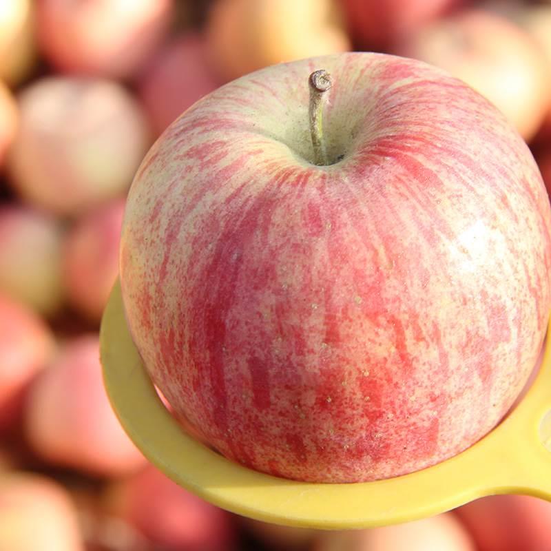 新疆阿克苏冰糖心苹果新鲜水果当季脆甜正宗糖心苹果红富士礼盒装