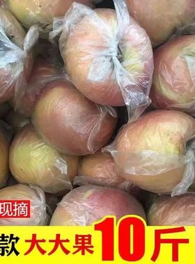 红富士膜袋苹果陕西当季新鲜水果脆甜多汁产地直发净重5斤/9斤装