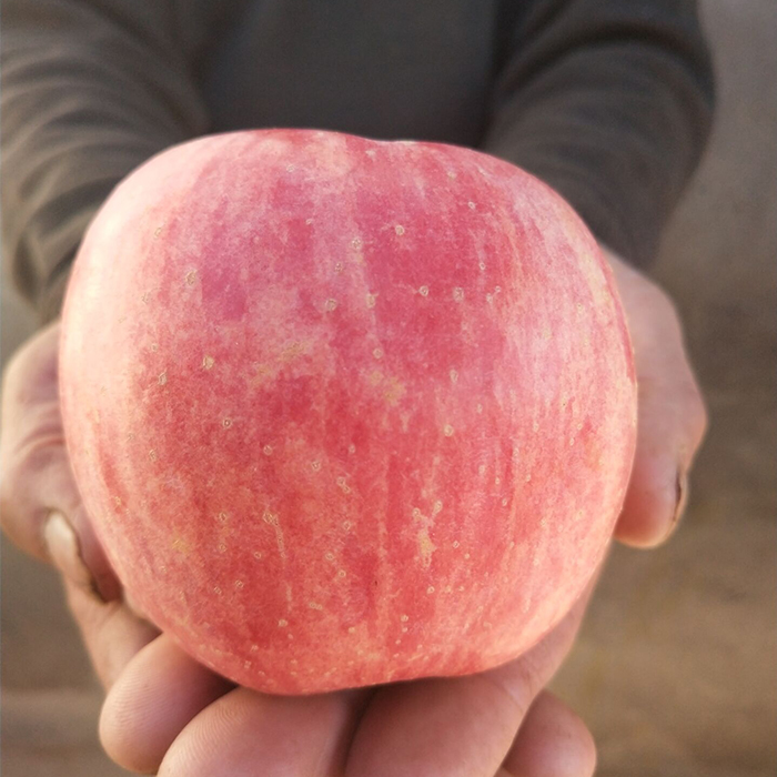 现摘新鲜苹果烟台红富士当季时令水果5斤包装脆甜冰糖心带皮吃