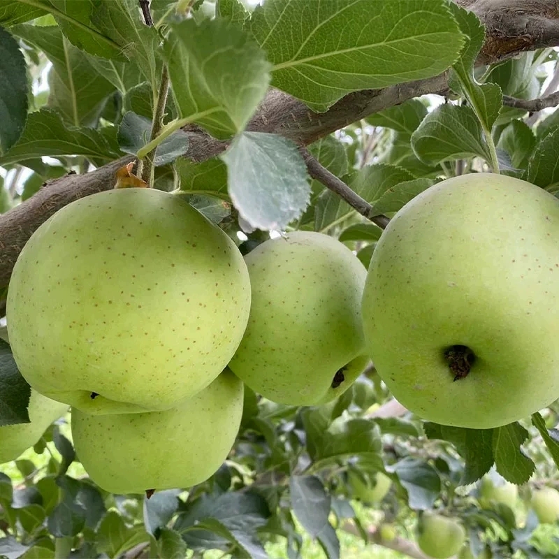 阿克苏青森王林苹果新鲜5斤礼盒装12-15颗新疆特产农产品时令水果