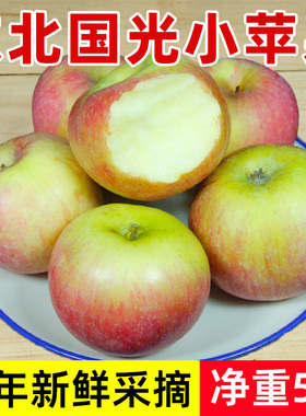 东北小国光苹果5斤装包邮辽宁特产新鲜水果非烟台小红富士