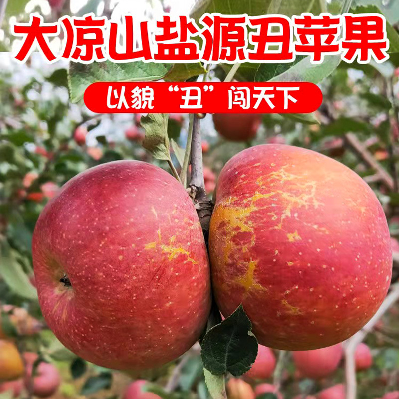 四川盐源大凉山丑苹果红富士丑苹果新鲜水果现摘现发整箱5斤8斤装