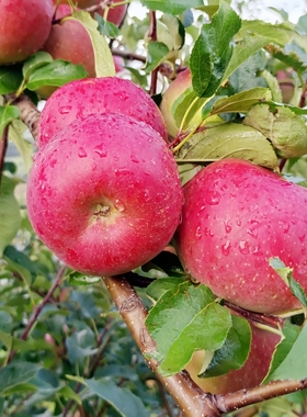 甜脆可口红苹果微酸当季新鲜水果现摘蜜甜嫩脆果净重3斤5斤9斤装