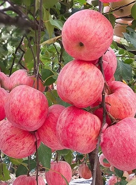 沂源红富士苹果山东正宗脆甜多汁中庄当季现摘5斤装新鲜种植水果