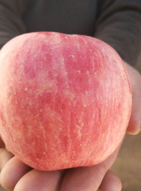现摘新鲜苹果烟台红富士当季时令水果5斤包装脆甜冰糖心带皮吃