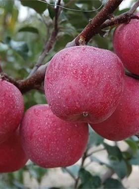 新鲜脆甜红富士苹果包邮时令应季水果5斤装产地直销果园直发爽甜