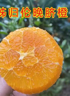 正宗秭归伦晚脐橙橙子新鲜水果当季果冻甜橙春橙整箱5斤送礼装