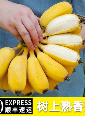 正宗广西苹果蕉新鲜水果4斤装5斤礼盒顺丰包邮黄蕉树上熟黄蕉香蕉