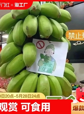 禁止蕉绿整串带杆巴蕉9斤花办公室水培小米香蕉3/5斤拒绝蕉绿焦虑