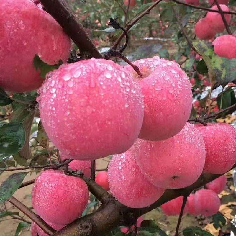 苹果红富士脆甜小苹果带皮吃当季新鲜时令水果五斤装包邮