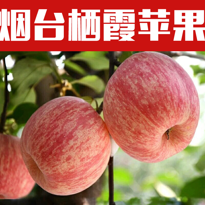 2023新果现摘现发 山东烟台红富士栖霞苹果水果新鲜包邮净重5斤