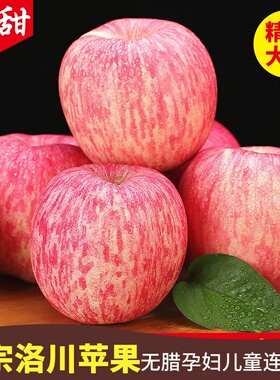 陕西优质洛川红富士苹果中大果5-9斤 陕北延安苹果脆甜新鲜水果