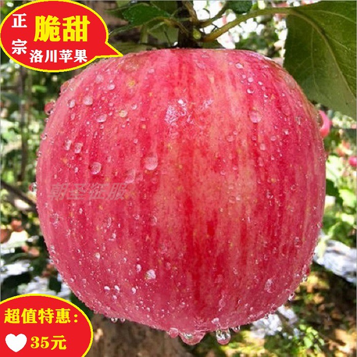 陕西延安洛川苹果正宗当季新鲜水果苹果红富士脆甜5斤10斤整箱装