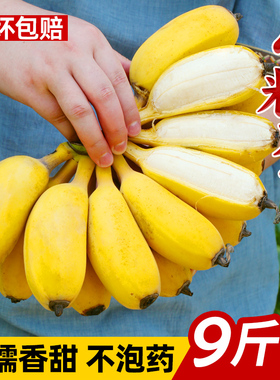新鲜广西小米蕉香蕉水果芭蕉苹果蕉自然熟现摘当季整箱5/9斤包邮