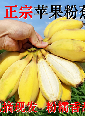正宗苹果粉蕉当季香蕉新鲜5斤水果自然熟现摘小米蕉芭蕉整箱包邮