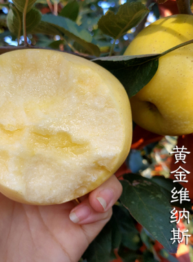山东烟台黄金苹果维纳斯奶油富士新鲜当季水果丑苹果糖心整箱5斤