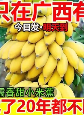 广西小米蕉新鲜香蕉水果9斤小香芭蕉当季苹果蕉整箱自然熟包邮5斤