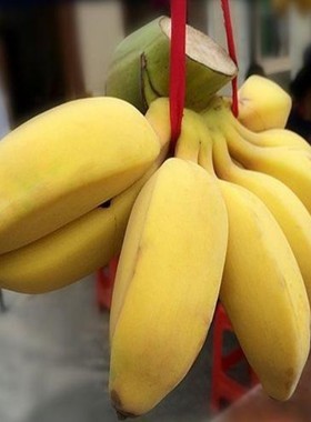 苹果粉蕉香蕉新鲜当季水果自然熟5斤整箱包邮海南小米大芭焦皇帝