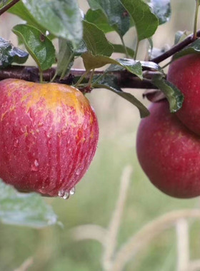现货正宗2023年昭通苹果5斤10-12装当季新鲜水果脆甜可口云南本味
