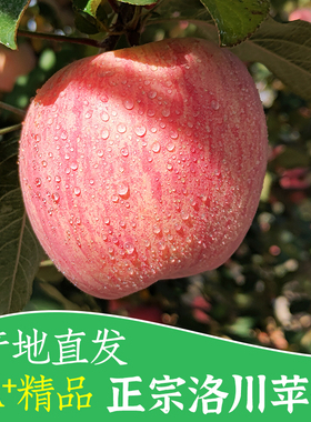 正宗陕西洛川苹果5/10斤当季水果一级脆甜红富士新鲜苹果产地直销