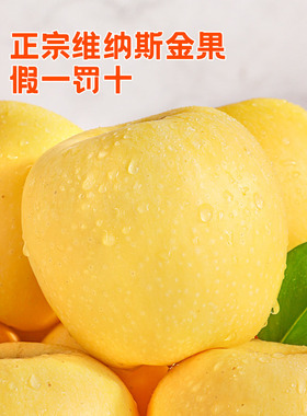 维纳斯黄金苹果5斤山东当季水果奶油胖子新鲜正宗黄色时令