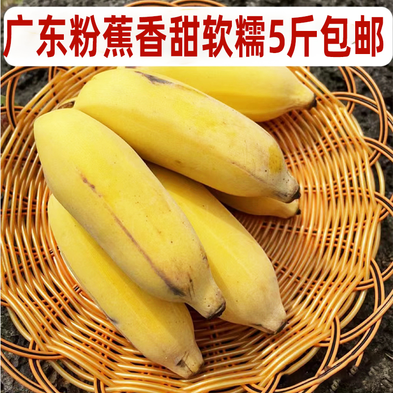 广东粉蕉新鲜水果应当季现摘小米蕉苹果奶香蕉芭蕉自然熟5斤包邮