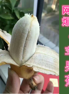 海南小芭蕉当季新鲜水果5斤苹果蕉西贡芭蕉包邮时令粉香蕉米蕉