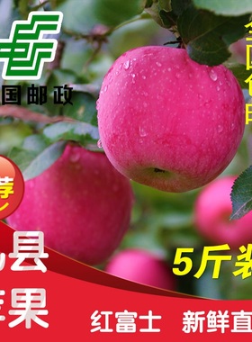 甘肃礼县2023新鲜苹果水果糖心甜脆多汁红富士非山东烟台5斤包邮