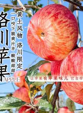洛川苹果甜脆 5斤/8.5斤装新鲜水果 坏果包赔顺丰发货