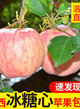 正宗陕西洛川红富士苹果水果冰糖心新鲜脆甜水果延安特产5斤包邮