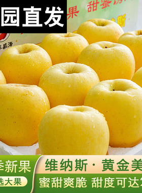 山东维纳斯黄金苹果5斤新鲜水果当季整箱脆甜多汁非富士奶油苹果