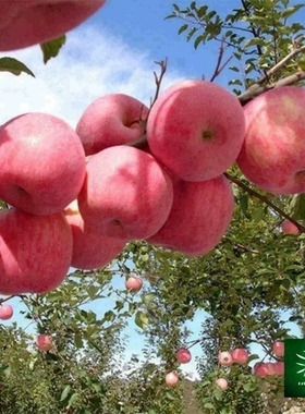 烟台栖霞红富士苹果礼盒装5斤包邮山东特产当季脆甜一级新鲜水果