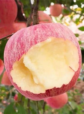 脆甜红富士苹果正宗栖霞山东烟台多汁新鲜红富士水果应季2/3/5斤
