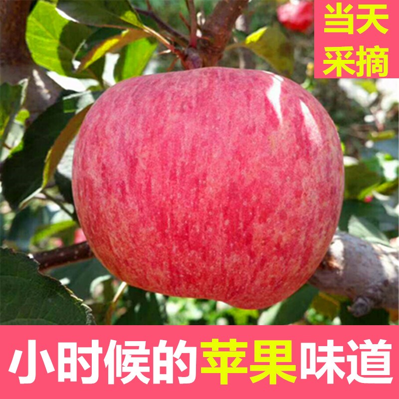 大沙河苹果水果新鲜包邮当季红富士整箱9斤应季丑苹果冰糖苹果