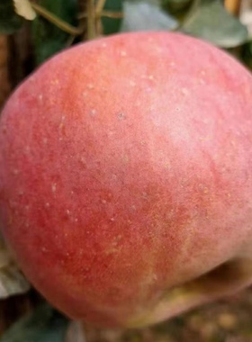 当季正宗大沙河红富士冰糖心新鲜水果脆甜丰县丑苹果现摘10斤