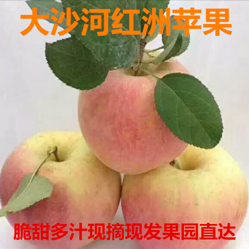 新鲜大沙河青丑美八苹果10斤包邮现摘发脆甜水当季整箱徐州丰县机